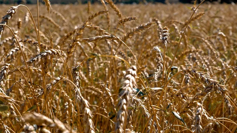 Проблемы экспорта казахстанской органической продукции назвал эксперт